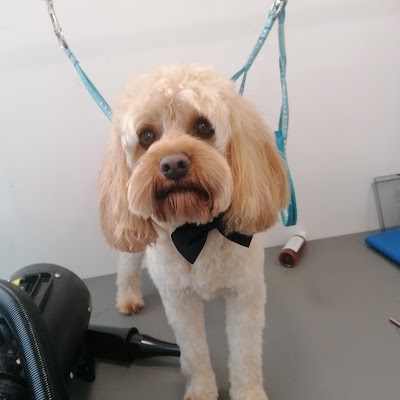 Photo associated with Durty Dugs Dog Grooming