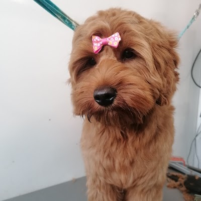 Photo associated with Durty Dugs Dog Grooming