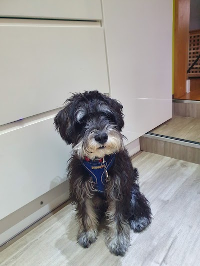 Photo associated with Ulti Mutt Dog Grooming