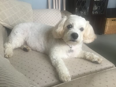Photo associated with Ulti Mutt Dog Grooming