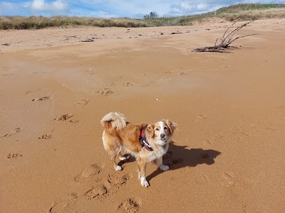 Photo associated with Pawsome Dog groomimg