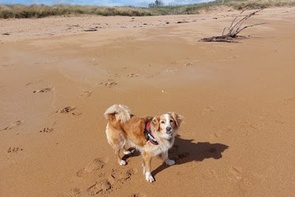 Photo associated with Pawsome Dog groomimg