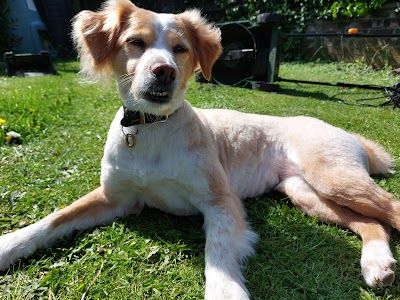Photo associated with Pawsome Dog groomimg