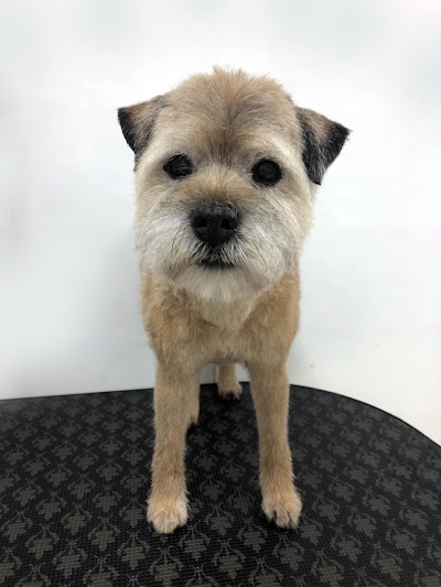 Photo associated with SW Dog Groomers