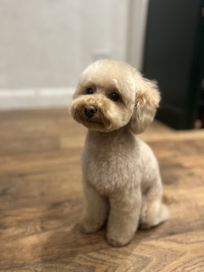 Photo associated with SW Dog Groomers