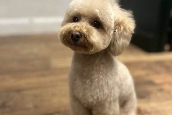 Photo associated with SW Dog Groomers
