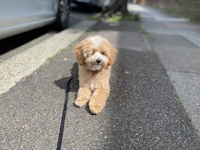 Photo associated with SW Dog Groomers