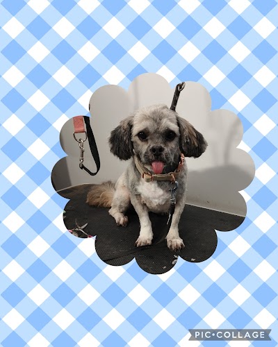 Photo associated with CSR DOG GROOMING (Mobile & Salon)