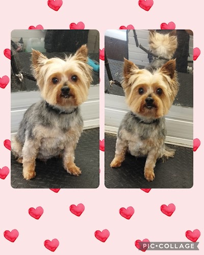 Photo associated with CSR DOG GROOMING (Mobile & Salon)