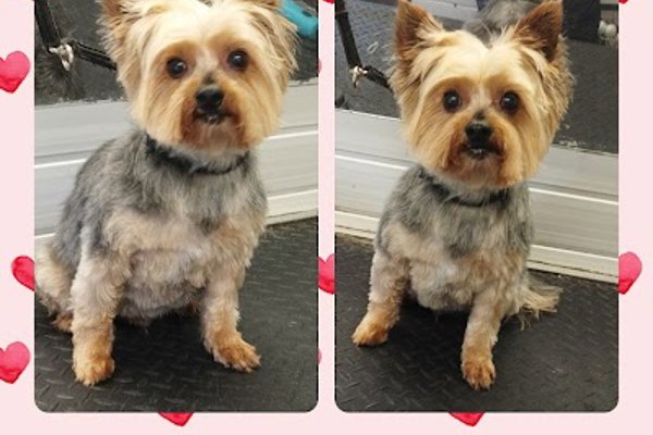 Photo associated with CSR DOG GROOMING (Mobile & Salon)