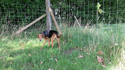 Photo associated with Doghouse Grooming