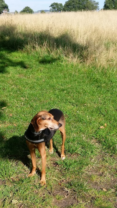 Photo associated with Doghouse Grooming