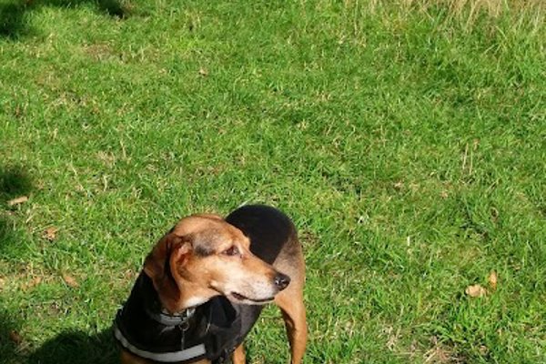 Photo associated with Doghouse Grooming