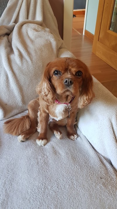 Photo associated with Doghouse Grooming