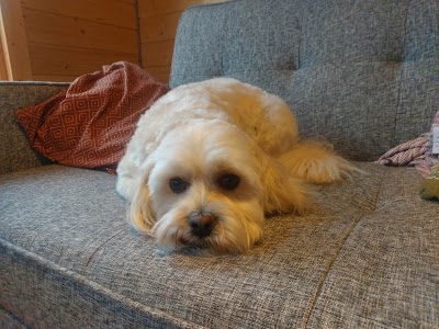 Photo associated with Jenny's Dog Grooming