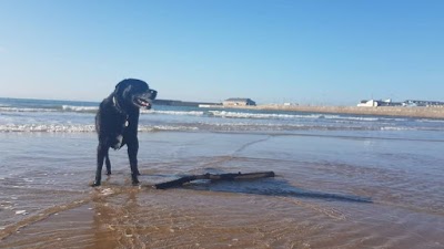 Photo associated with Jenny's Dog Grooming