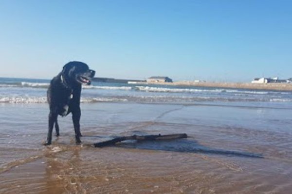 Photo associated with Jenny's Dog Grooming