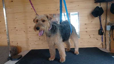 Photo associated with Jenny's Dog Grooming
