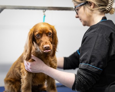 Photo associated with Beau Dog Grooming