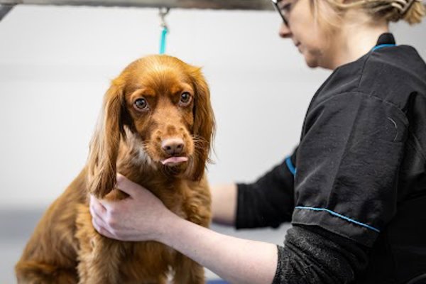 Photo associated with Beau Dog Grooming