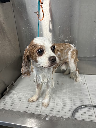 Photo associated with Beau Dog Grooming