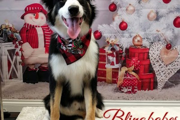 Photo associated with Blingbabes Groom Room Dog Groomer