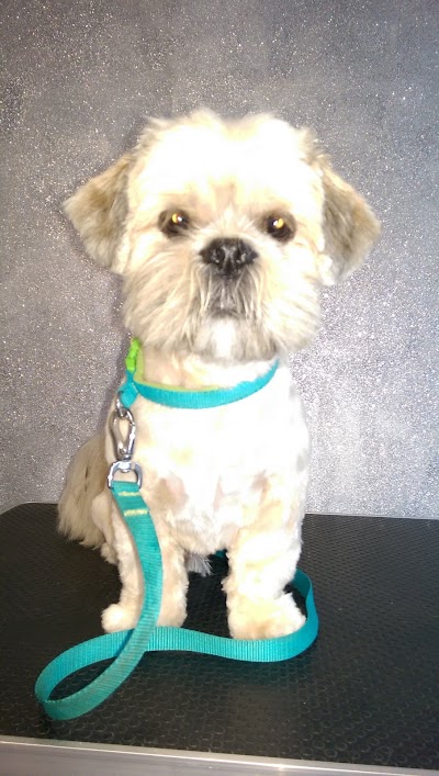 Photo associated with DOGZI K9 BEAUTY AND DOG GROOMING SALON