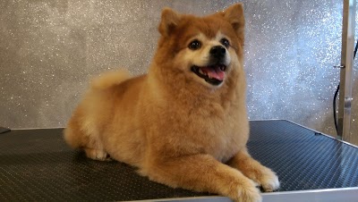 Photo associated with DOGZI K9 BEAUTY AND DOG GROOMING SALON