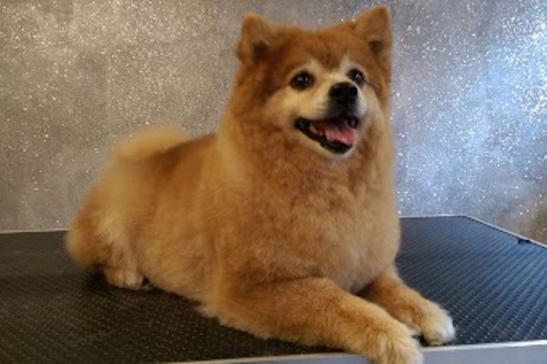 Photo associated with DOGZI K9 BEAUTY AND DOG GROOMING SALON