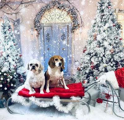 Photo associated with Home Comforts Restraint Free Dog Grooming