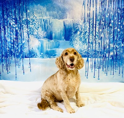 Photo associated with Home Comforts Restraint Free Dog Grooming