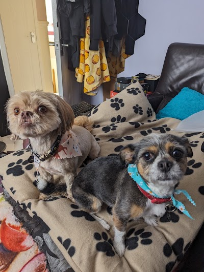 Photo associated with Jackie's Pawz and Clawz Dog Groomers