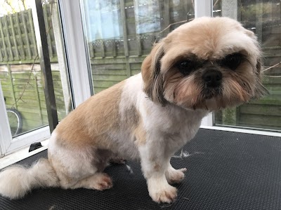 Photo associated with Pampered Pups Dog Grooming