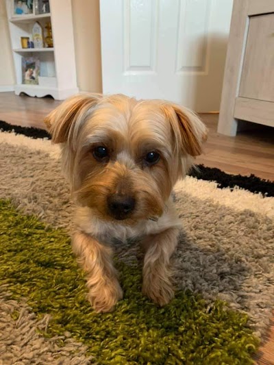 Photo associated with Pampered Pups Dog Grooming
