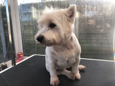 Photo associated with Pampered Pups Dog Grooming