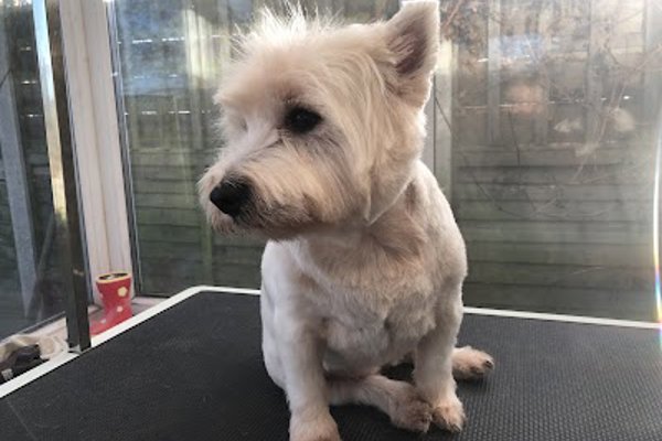 Photo associated with Pampered Pups Dog Grooming