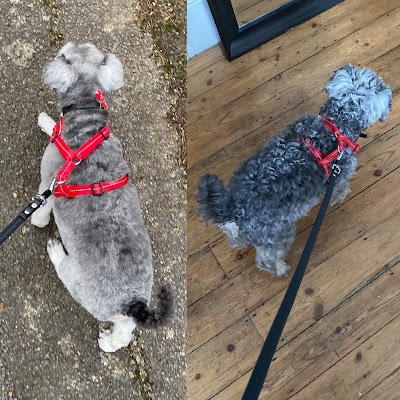Photo associated with Daisys dogs
