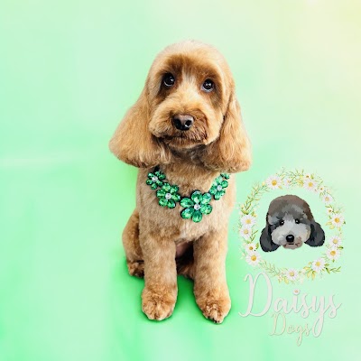 Photo associated with Daisys dogs
