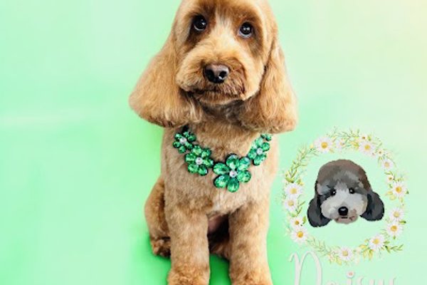 Photo associated with Daisys dogs