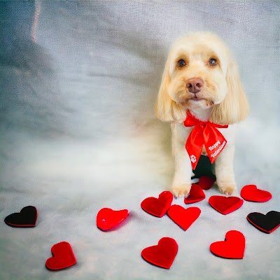 Photo associated with Daisys dogs
