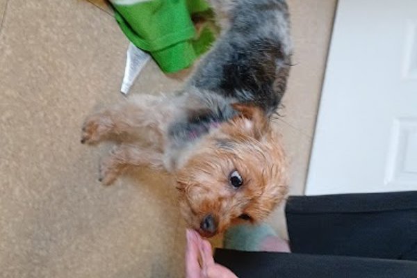 Photo associated with Washy Dogs