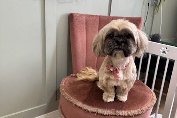 Photo associated with Doggie Mammasita Dog Grooming