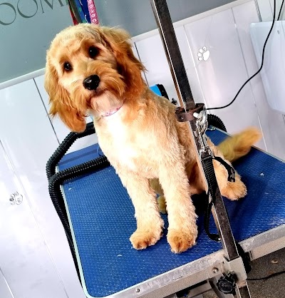 Photo associated with Pegs Paws Grooming