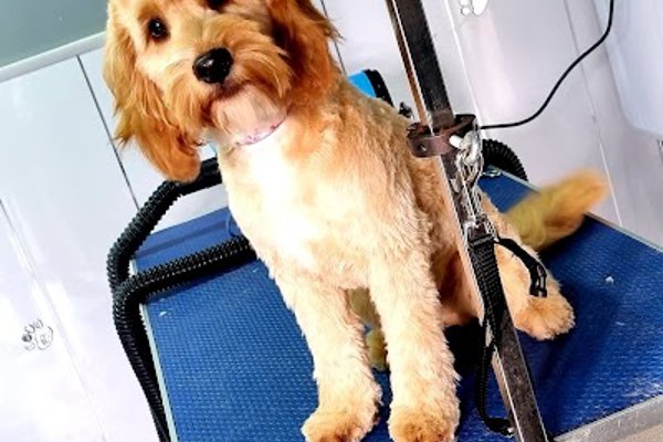 Photo associated with Pegs Paws Grooming