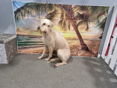 Photo associated with Pegs Paws Grooming