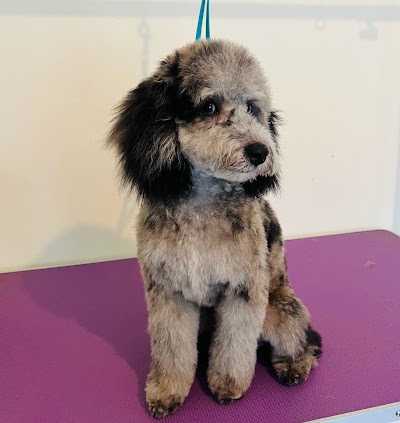 Photo associated with Bark and Bubbles Dog Grooming
