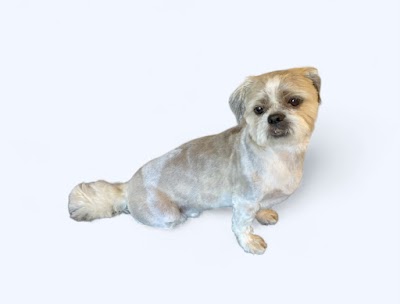 Photo associated with Chorley Dog Groomers