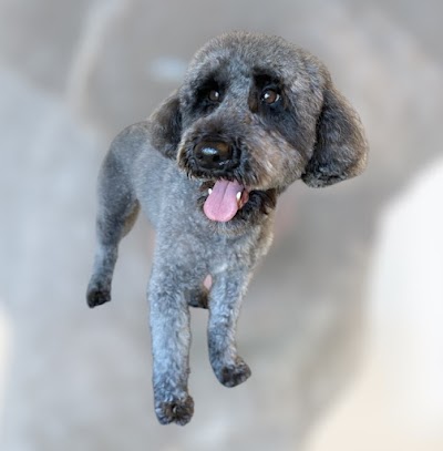 Photo associated with Chorley Dog Groomers