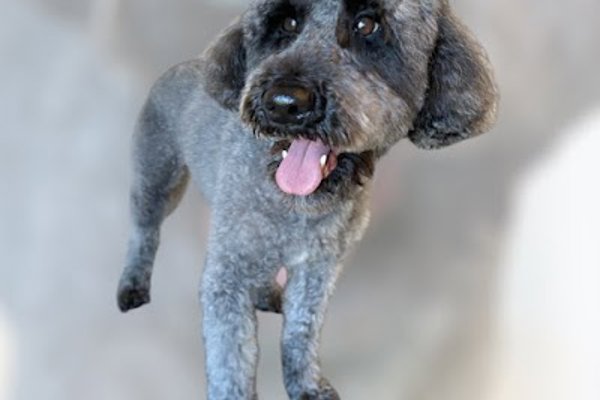 Photo associated with Chorley Dog Groomers