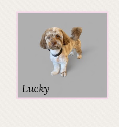Photo associated with Chorley Dog Groomers